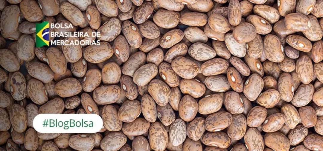 Brasil deve elevar exportação de feijão e pulses para a Índia