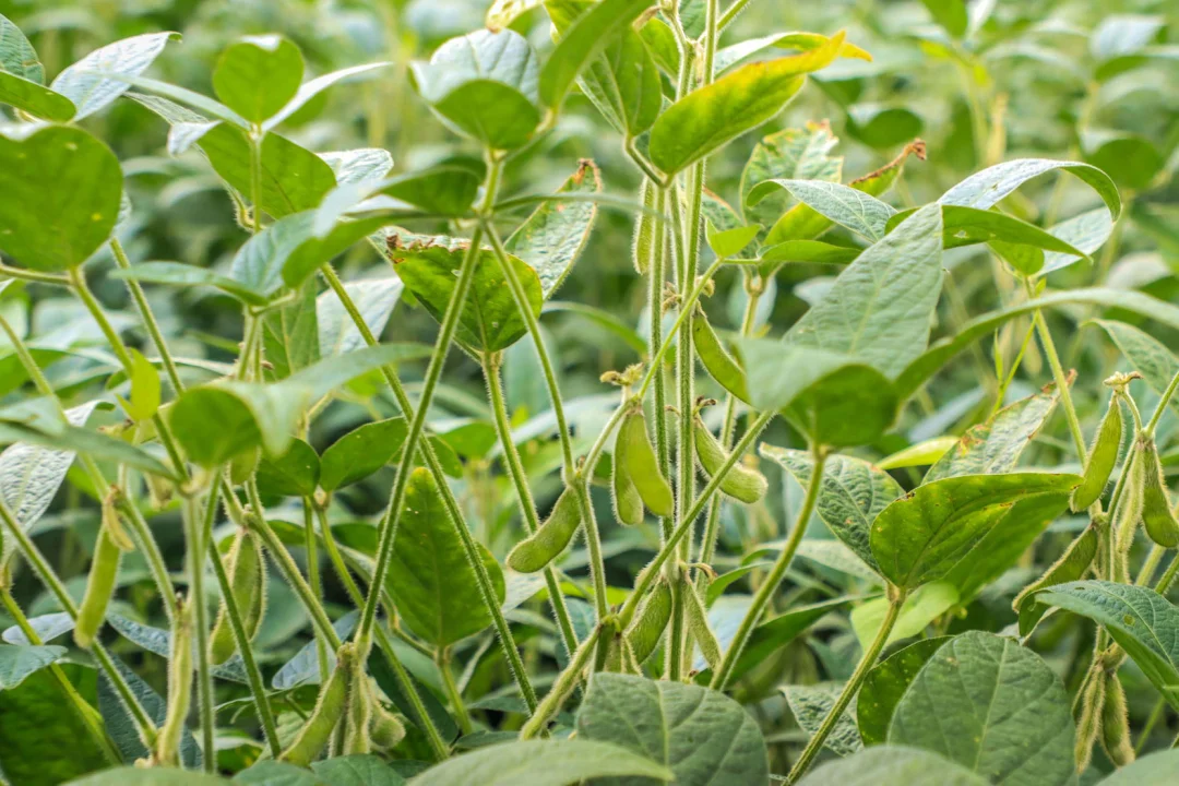 IDR-Paraná lança novos aplicativos para a agropecuária na ExpoLondrina