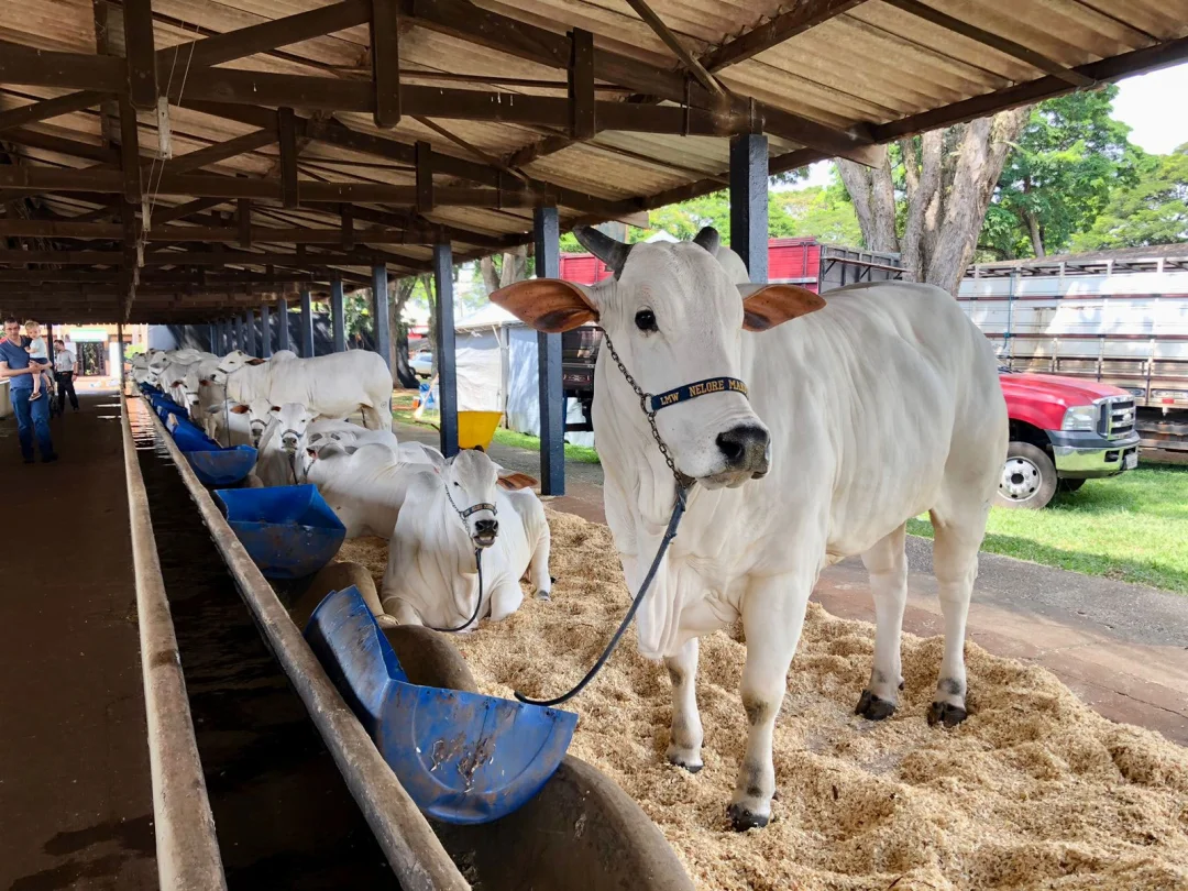 Animais cumprem medidas sanitárias para entrar na ExpoLondrina