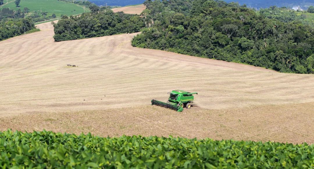 Com boa qualidade dos grãos, produtores de feijão já comercializaram 90% da 1ª safra