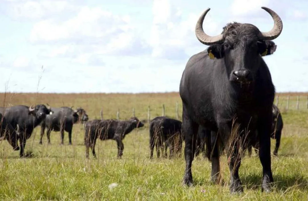 Comisión de Agricultura, Pecuaria y Pesca inicia el tratamiento de la transitabilidad del Ganado Bufalino