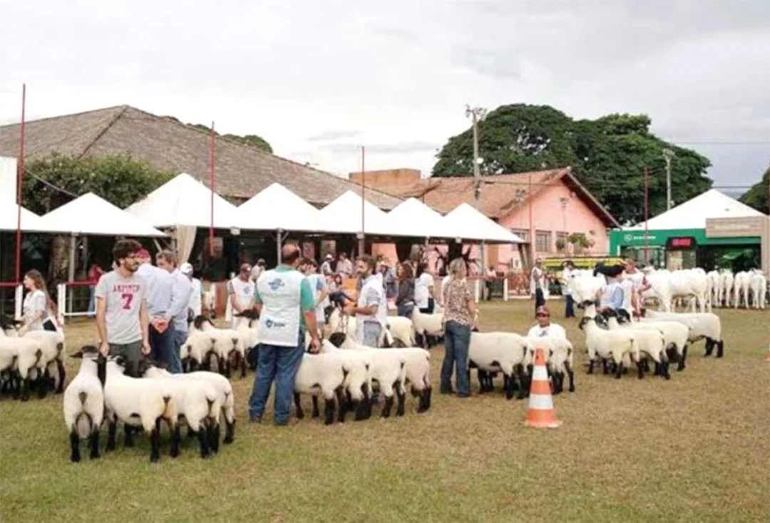 Potencial da ovinocultura paranaense estará à mostra na Expoingá