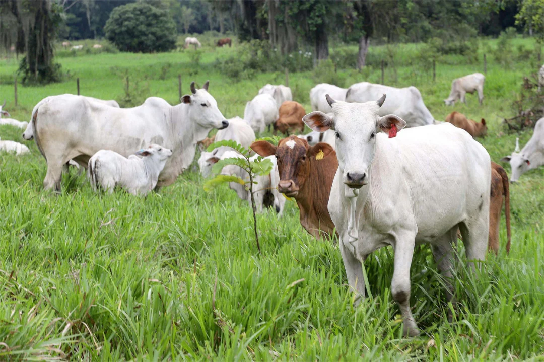 Paraná completa dois anos do status de área livre de febre aftosa sem vacinação neste sábado