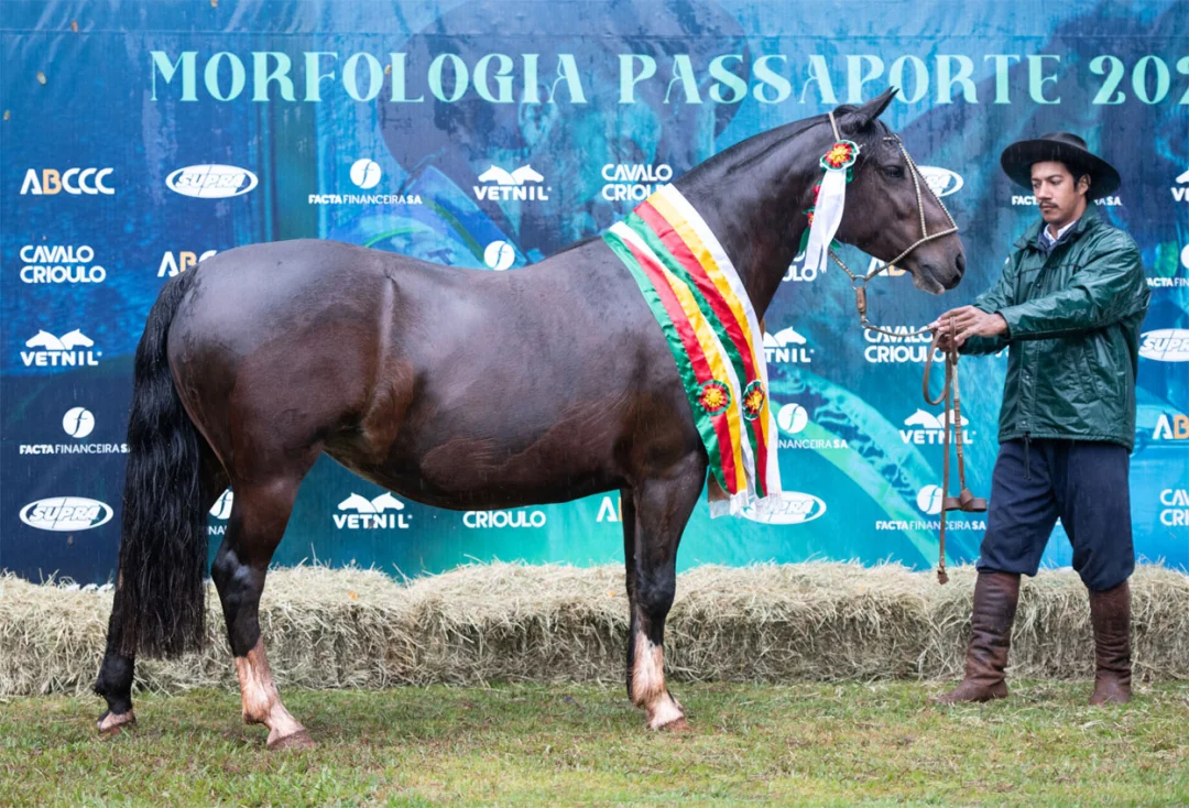 Passaporte em Pato Branco seleciona novos Cavalos Crioulos para Nacional da Morfologia