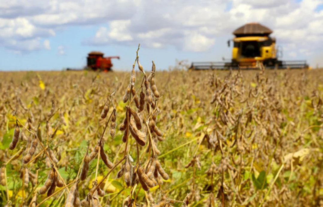 Paraná: período de semeadura da soja de 2023 começa dia 11 de setembro