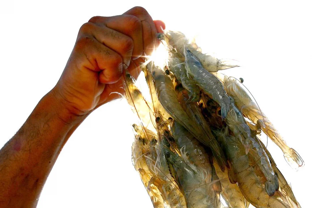 Pescadores e aquicultores tem mais de R$ 208 bi disponíveis no Plano Safra 2023