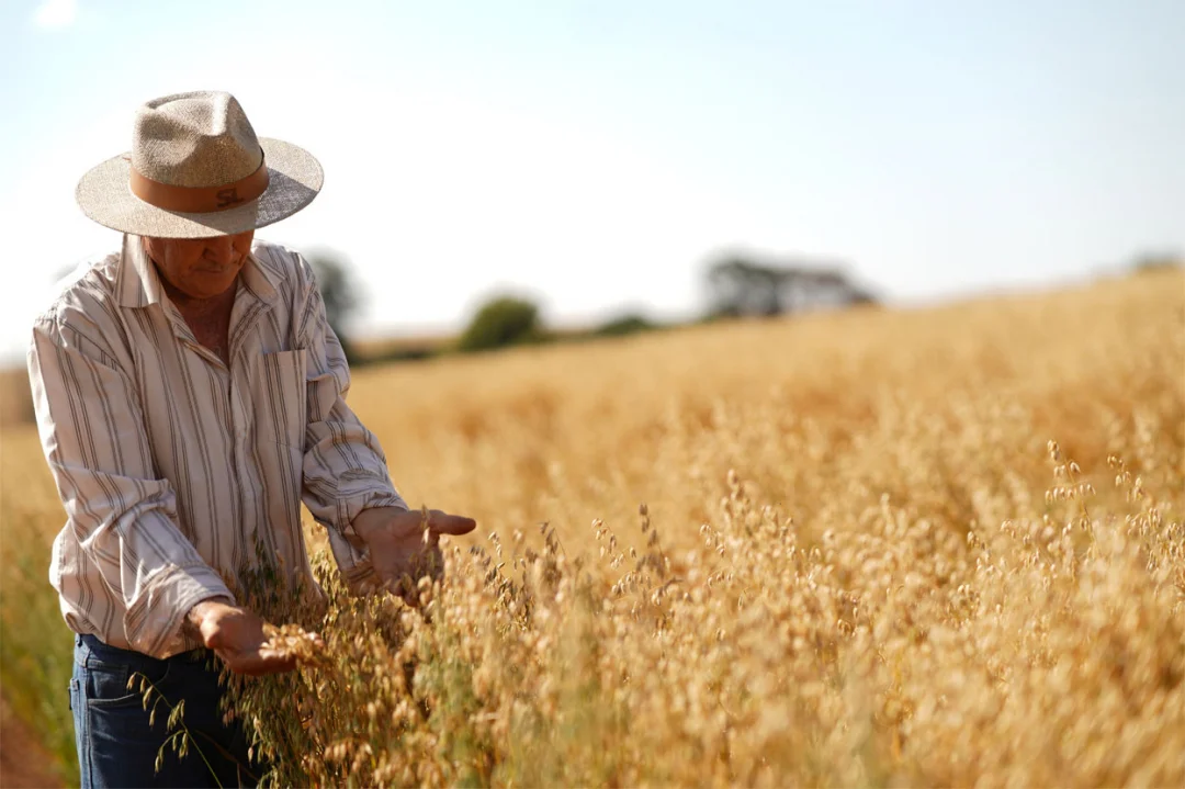 Dia de Campo da SL Alimentos apresenta novas cultivares de Aveia Branca e Agricultura Regenerativa