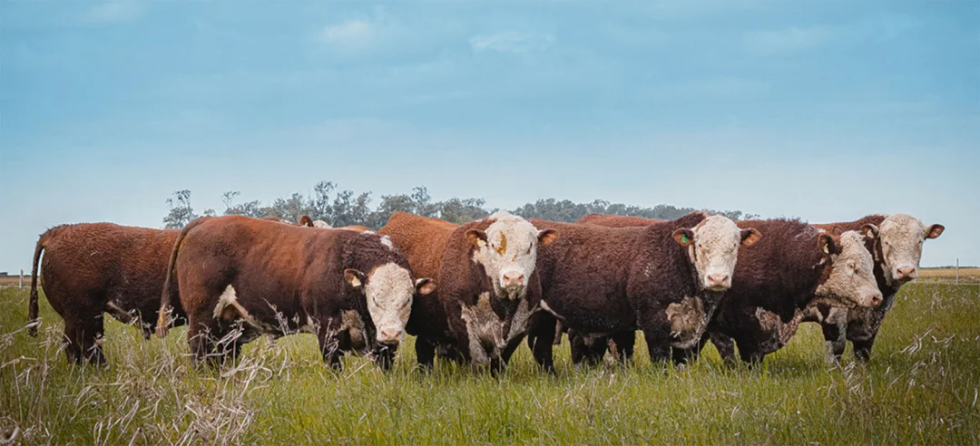 Tecnologia é capaz de prever rebanhos bovinos com carne de alta qualidade