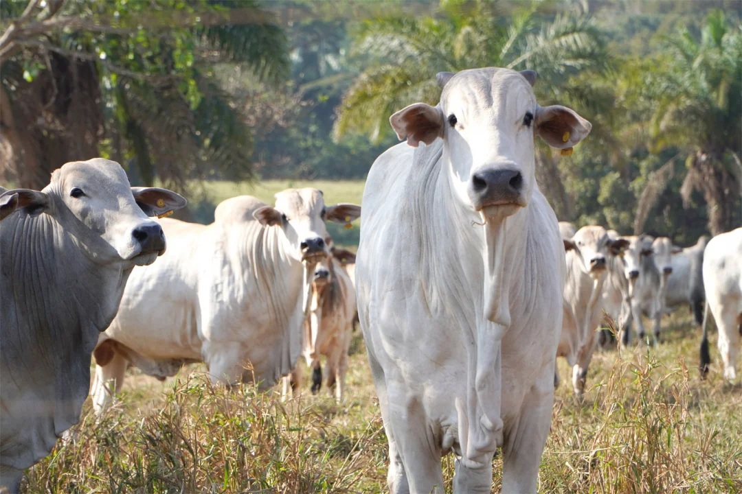 Mais do que nunca, pecuarista precisa ser eficiente