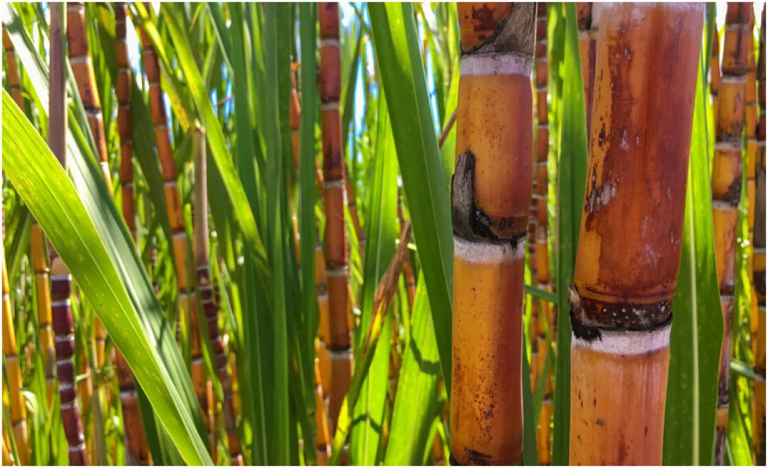Valor da Produção Agropecuária é atualizado para R$ 1,150 trilhão este ano