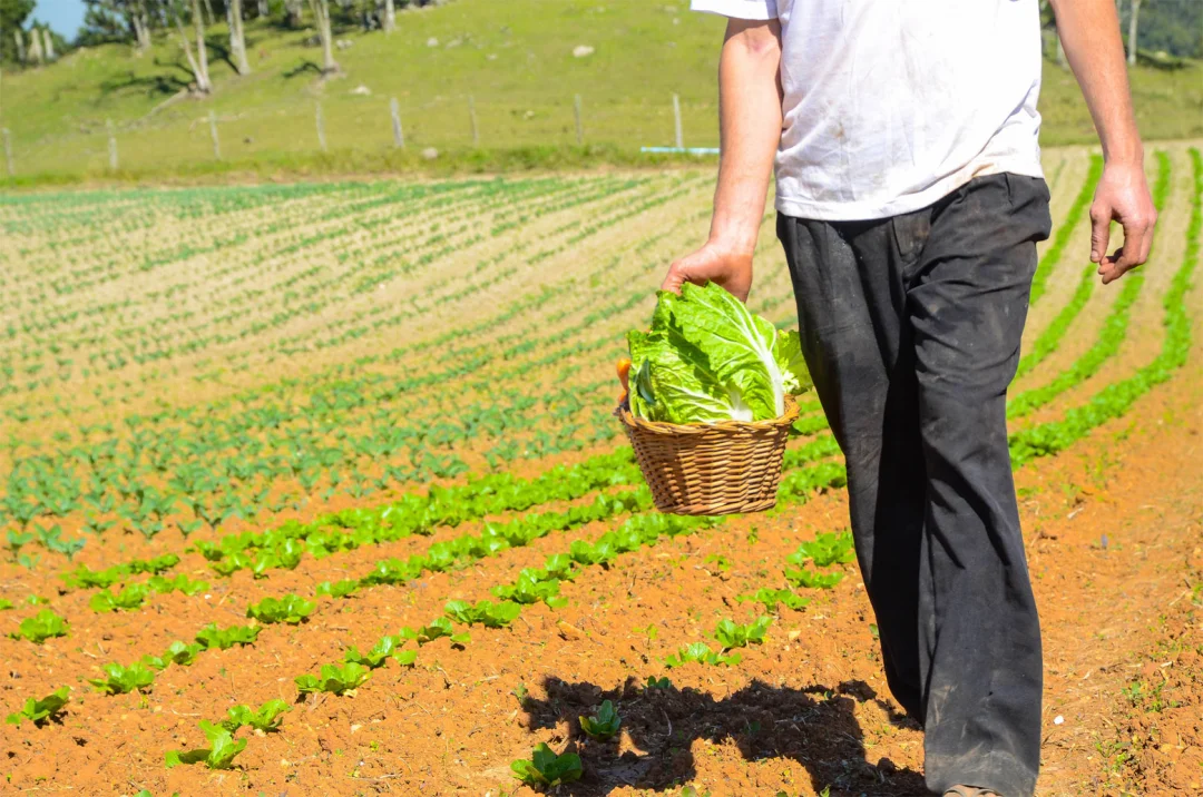 Chuvas acima da média impactam no preço das olerícolas, aponta Deral