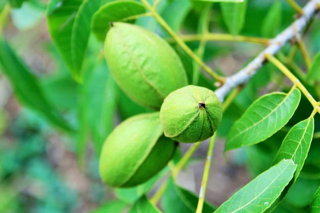 Encontro Nacional da Pecanicultura busca fortalecimento do setor