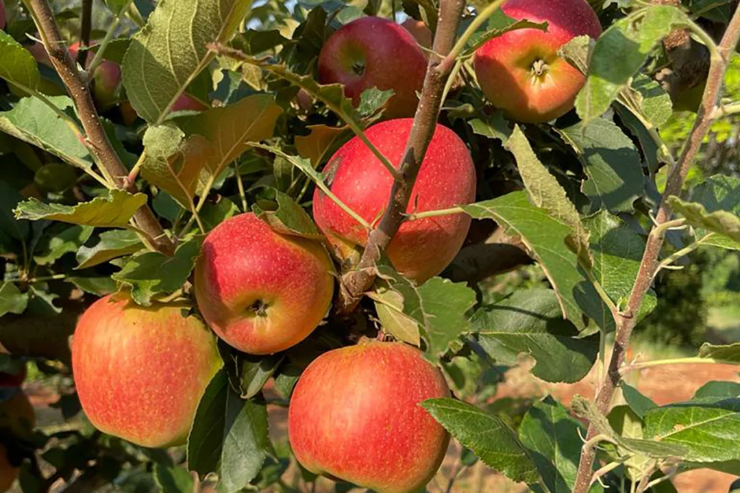 Produtores de São Jerônimo da Serra dão início à colheita de maçãs no Paraná