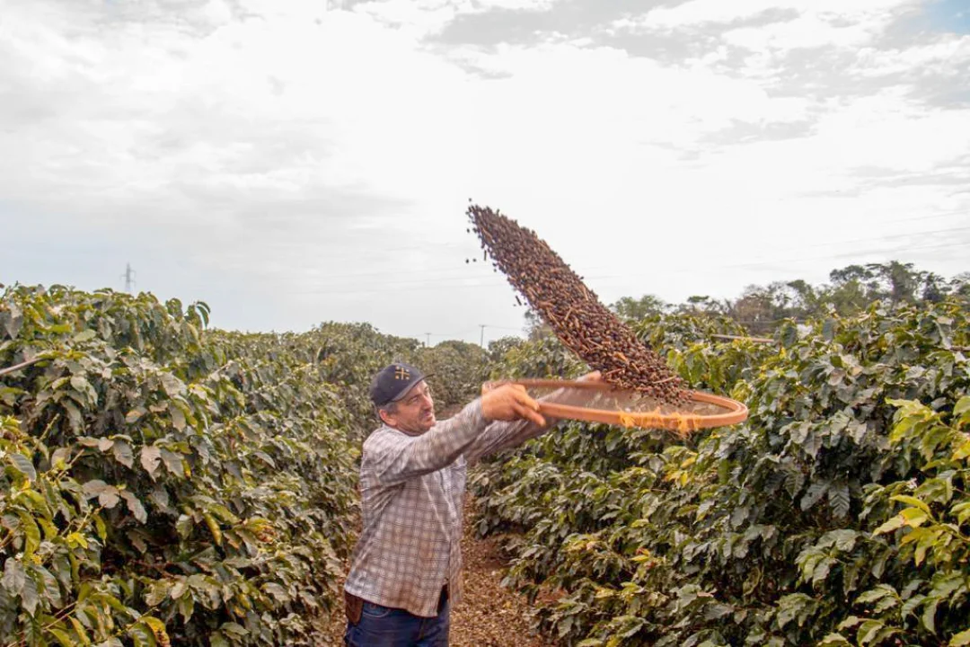 Produtores de Mandaguari e região buscam a primeira Denominação de Origem para café paranaense