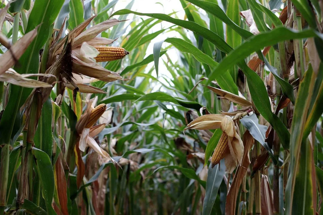 Conab prevê safra de 118,53 milhões de toneladas,  10,2% menor se comparada  à safra anterior