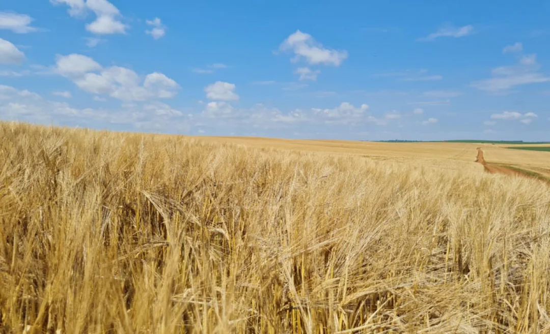 Cereais de inverno têm Zoneamento Agrícola de Risco Climático publicado para o ano-safra 2023/2024