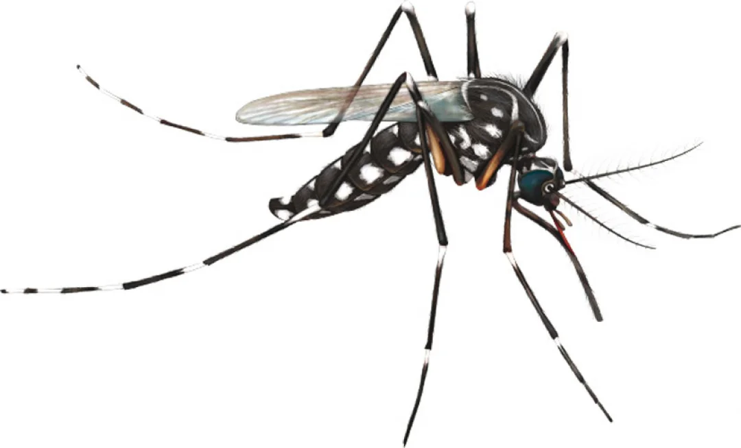 Dengue: Saiba como acontece e como se prevenir da doença que ameaça virar epidemia