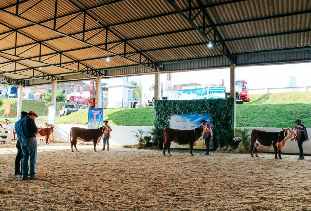 Francisco Beltrão abre agenda oficial de exposições das raças Hereford e Braford