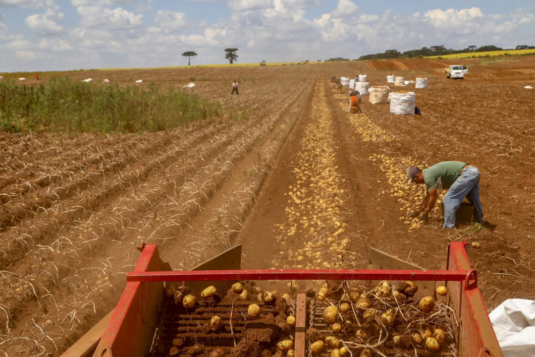 Primeira safra de batata rende 392,2 mil toneladas no Paraná