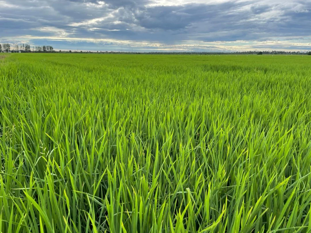 Cultivares de arroz da Embrapa são tema de dia de campo no Maranhão