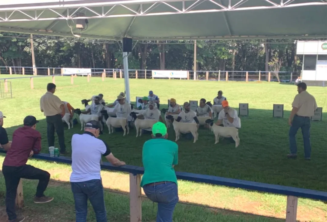 Ovinocultura é destaque durante a Expolondrina com grande presença de animais