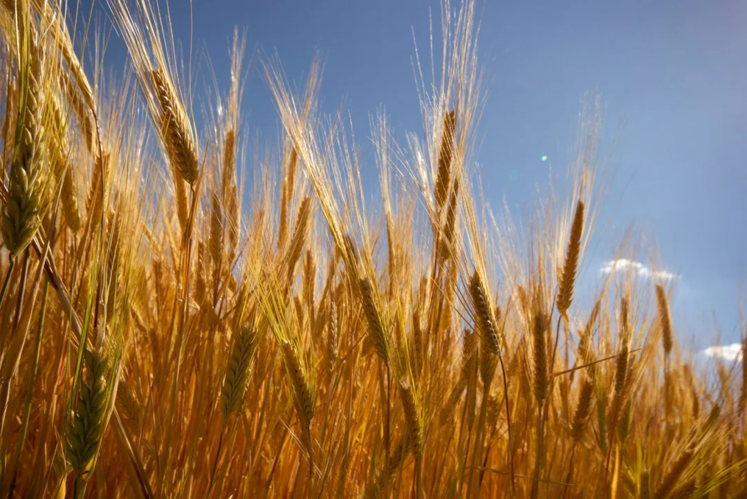 Trigo começa a ganhar a paisagem nos campos do sul do Brasil