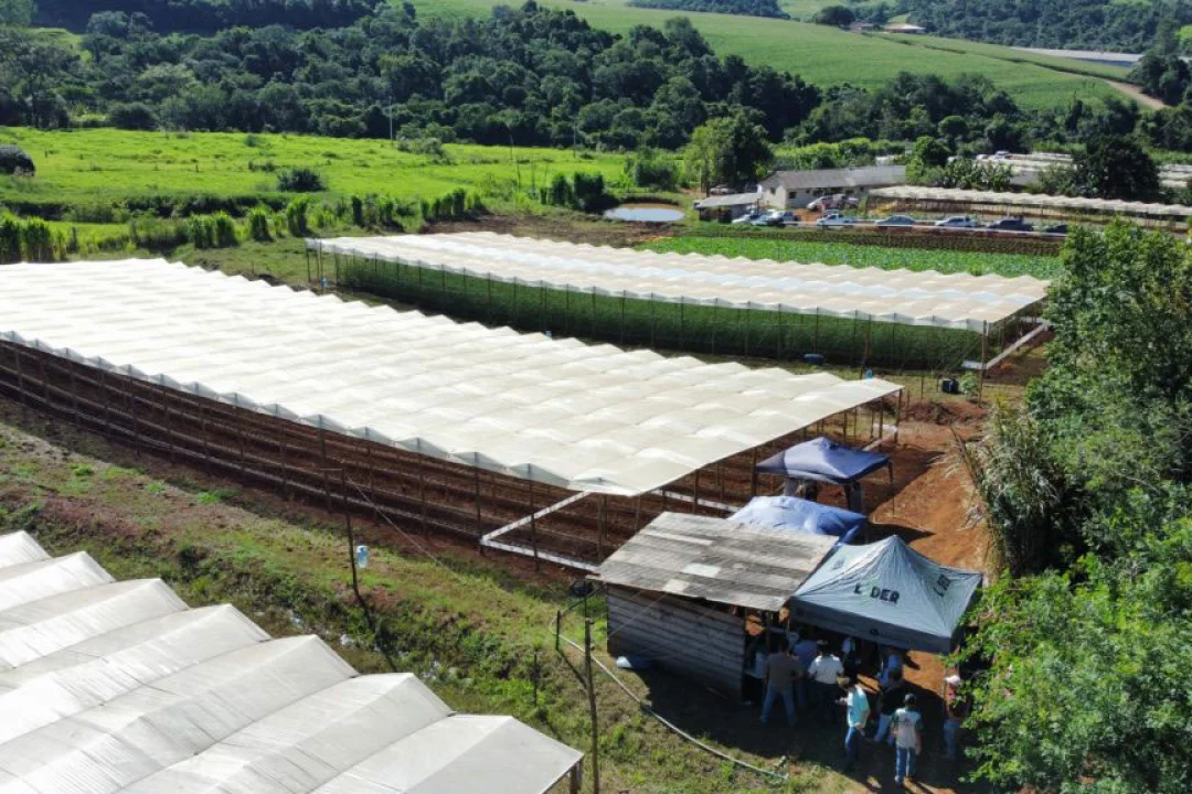 Apucarana: Propriedade rural vira referência regional na produção de tomate orgânico