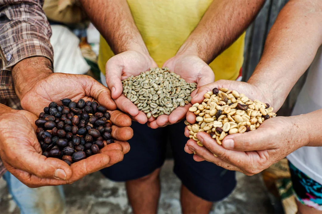 Paraná pode produzir até 750 mil sacas de café em 172 municípios em 2024, aponta boletim