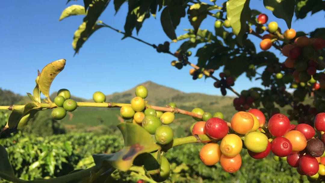 Cafeicultores têm o desafio de determinar o momento ideal da colheita para minimizar perdas