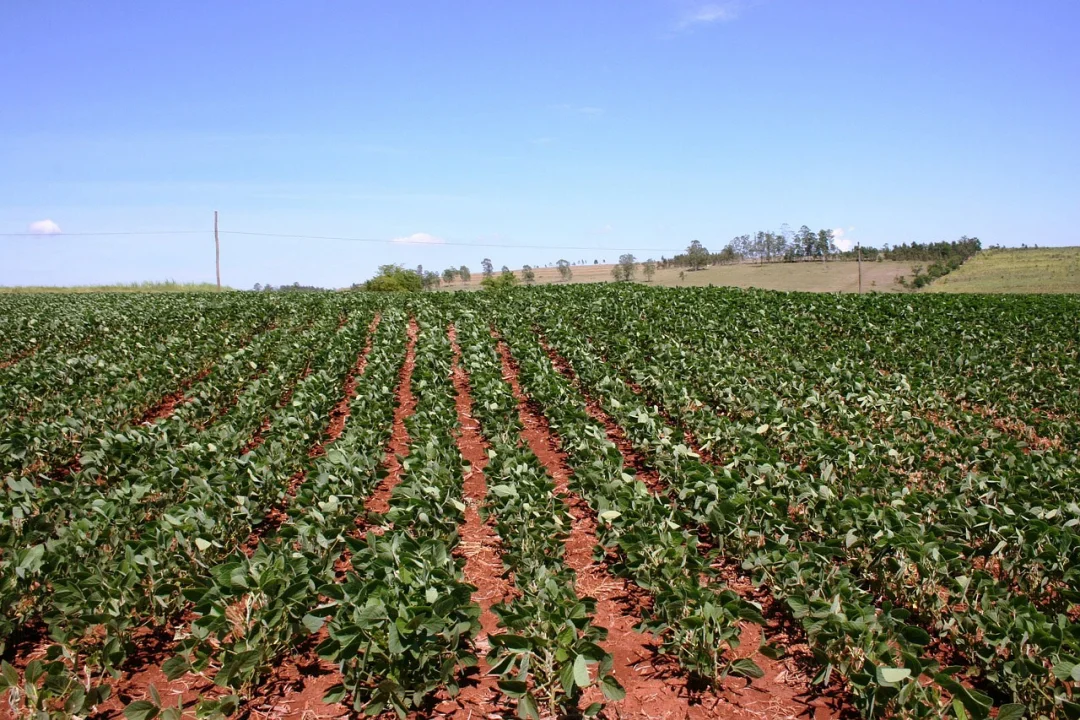 Produtores de feijão superam desafios climáticos no PR para garantir qualidade