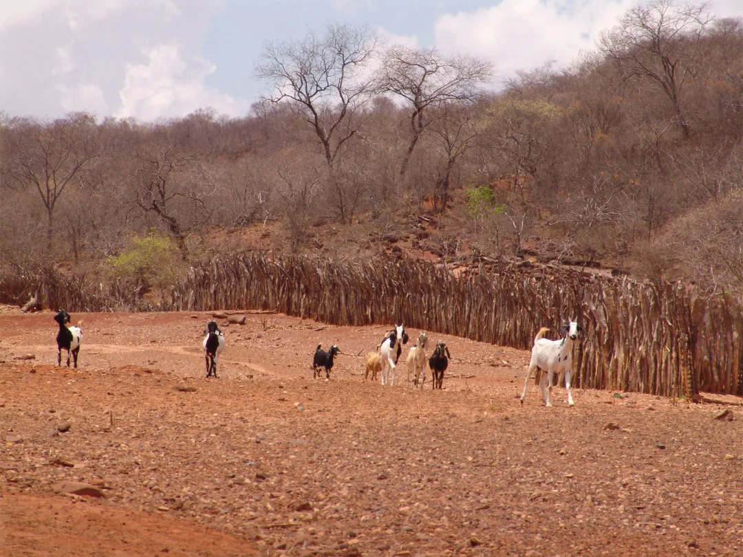 Embrapa e ministérios somam esforços no combate à fome e à desertificação