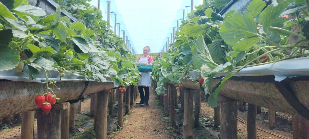 Com IG, morangos do norte pioneiro ganham visibilidade e atraem compradores nacionais
