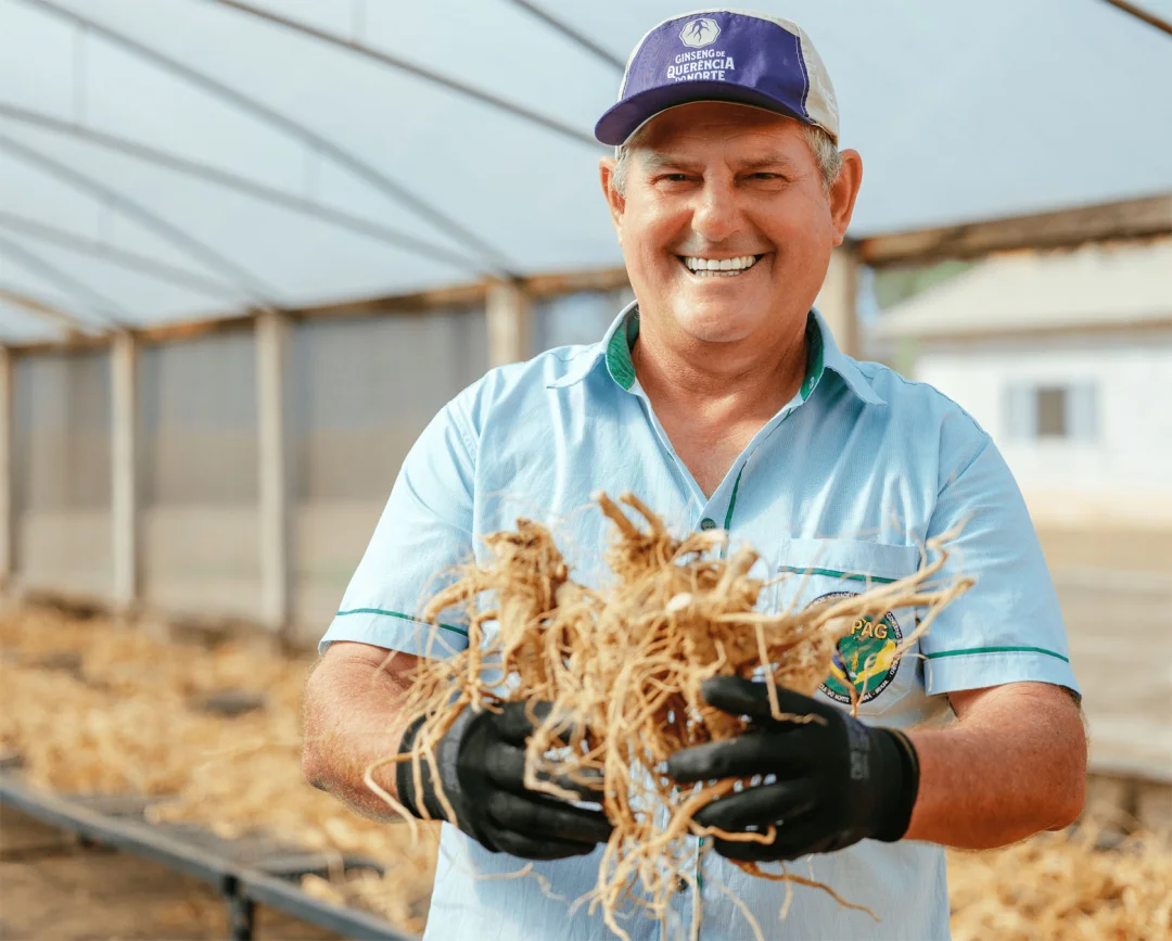 Ginseng de Querência do Norte protocola pedido de reconhecimento com Indicação Geográfica