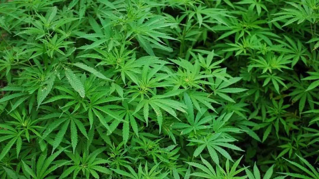 Embrapa solicita autorização à Anvisa para plantio de cannabis
