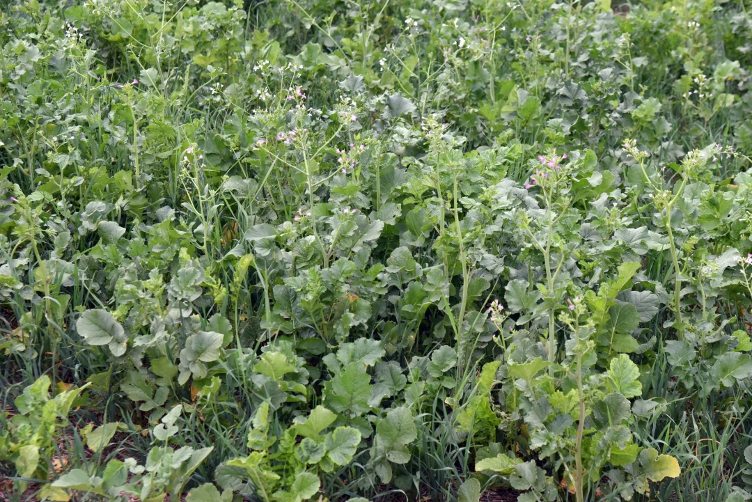 Hortifruti: Bons resultados com o incentivo ao uso de biológicos e cuidados com o solo