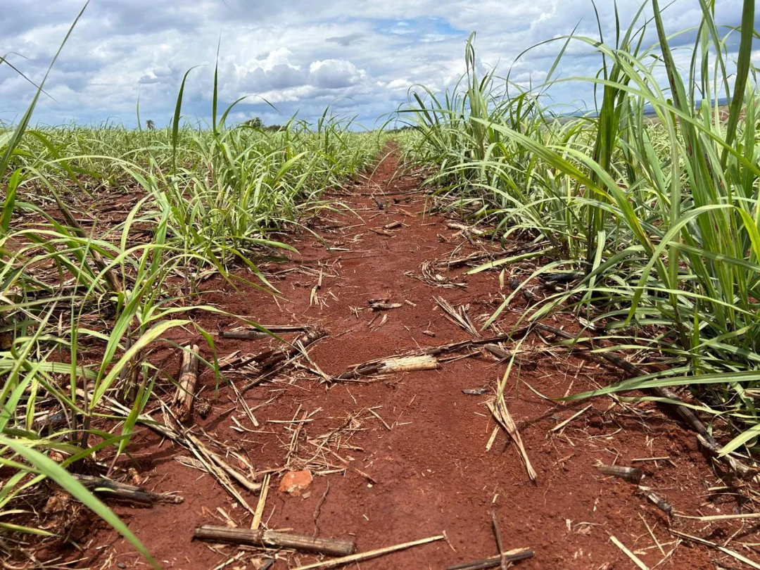 Seca e queimadas devem impactar de forma significativa a produtividade da cana-de-açúcar nas próximas duas safras