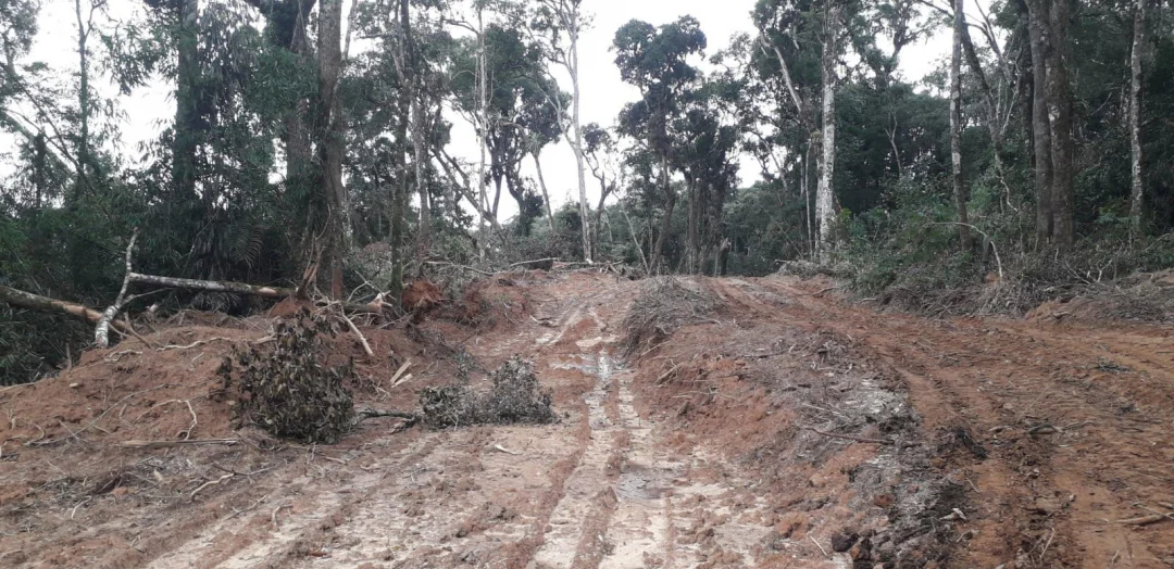 Desmatamento irregular destrói uma das maiores reservas ambientais de Santa Catarina