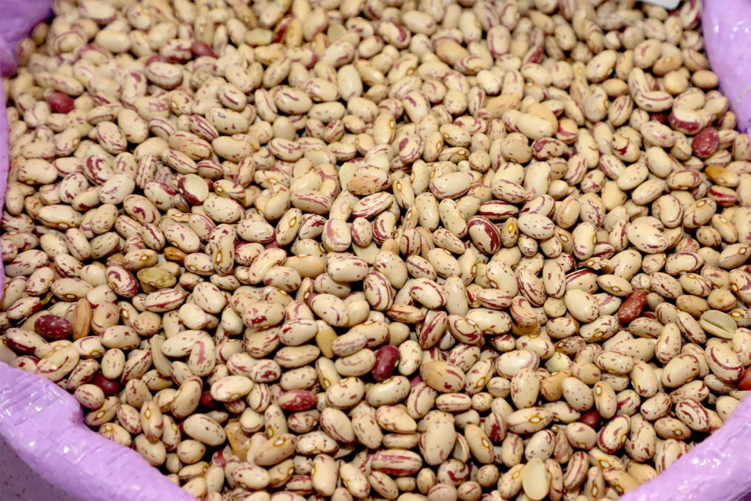 Previsão de safra indica 21,3 milhões de toneladas de soja e aumento na produção de feijão