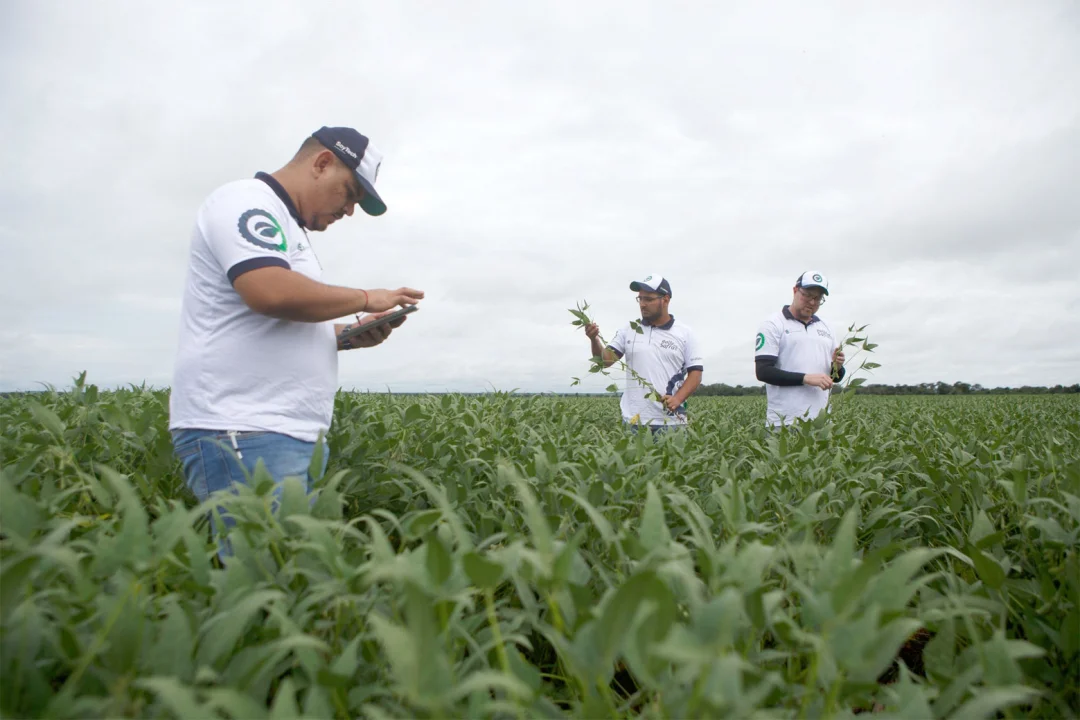Com regiões afetadas pela seca, Paraná deve ter reduzida a produtividade da soja