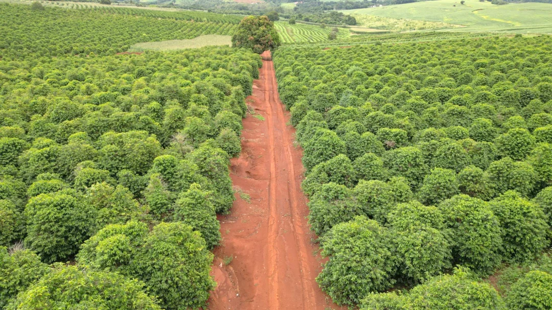Café da Serra de Apucarana tem pedido do registro de IG protocolado no INPI