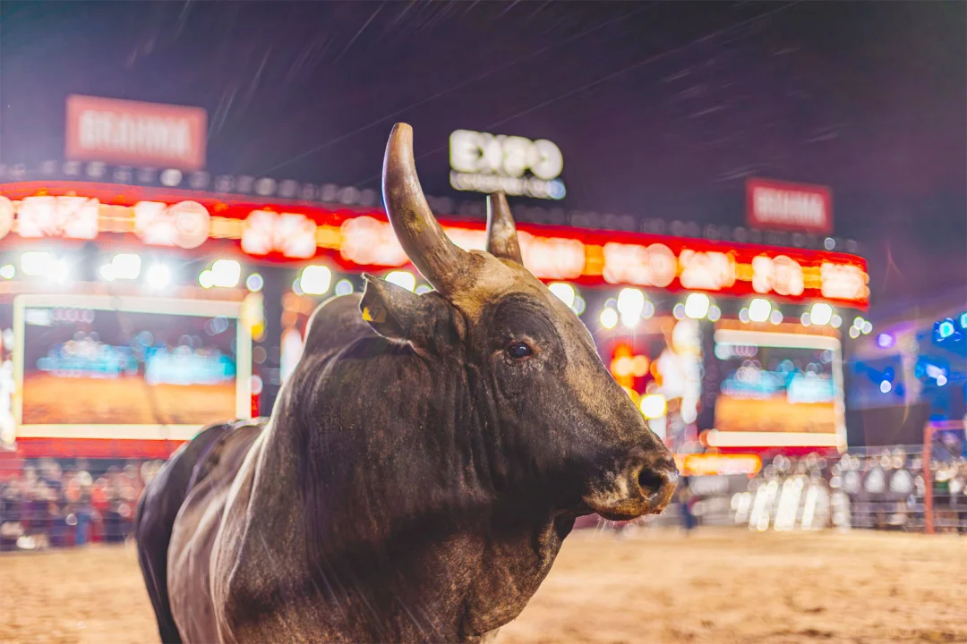Pela primeira vez no rodeio brasileiro, final nacional de montaria em touros na ExpoLondrina vai premiar campeão com uma casa