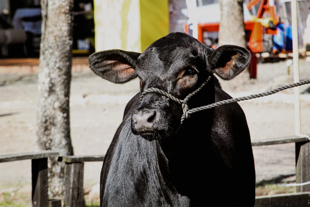 Brangus abre inscrições de animais para a ExpoLondrina 2025