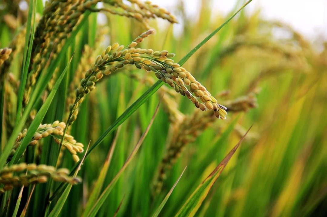 Primeiras colheitas de arroz no Rio Grande do Sul apresentam bom percentual de grãos inteiros