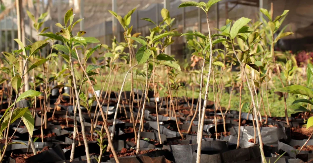 Sema promove mutirão de limpeza e plantio de mudas