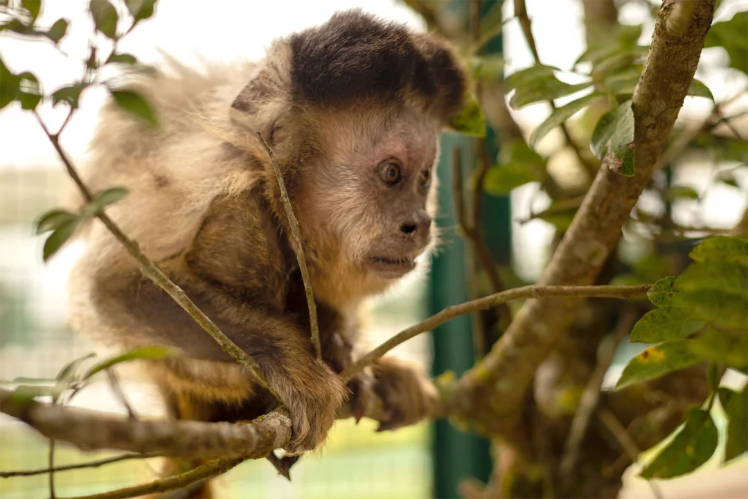 IAT e UEL firmam parceria pela conservação dos macacos-prego