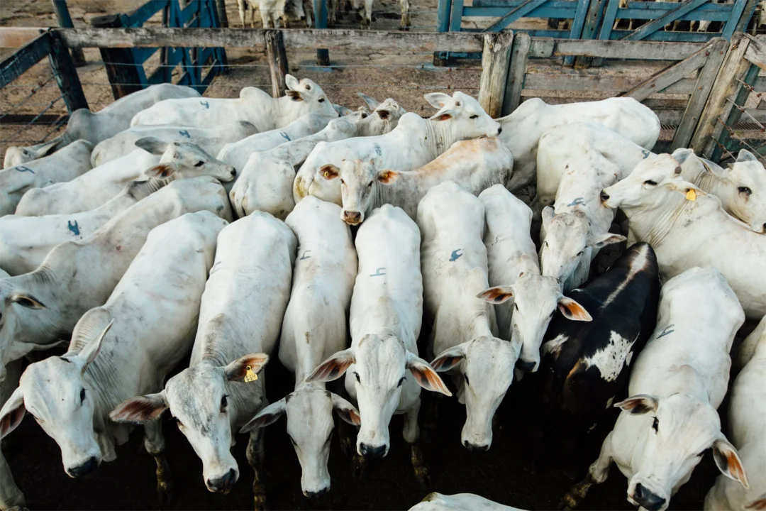 Animais que vêm para a ExpoLondrina passam por protocolo de biosseguridade