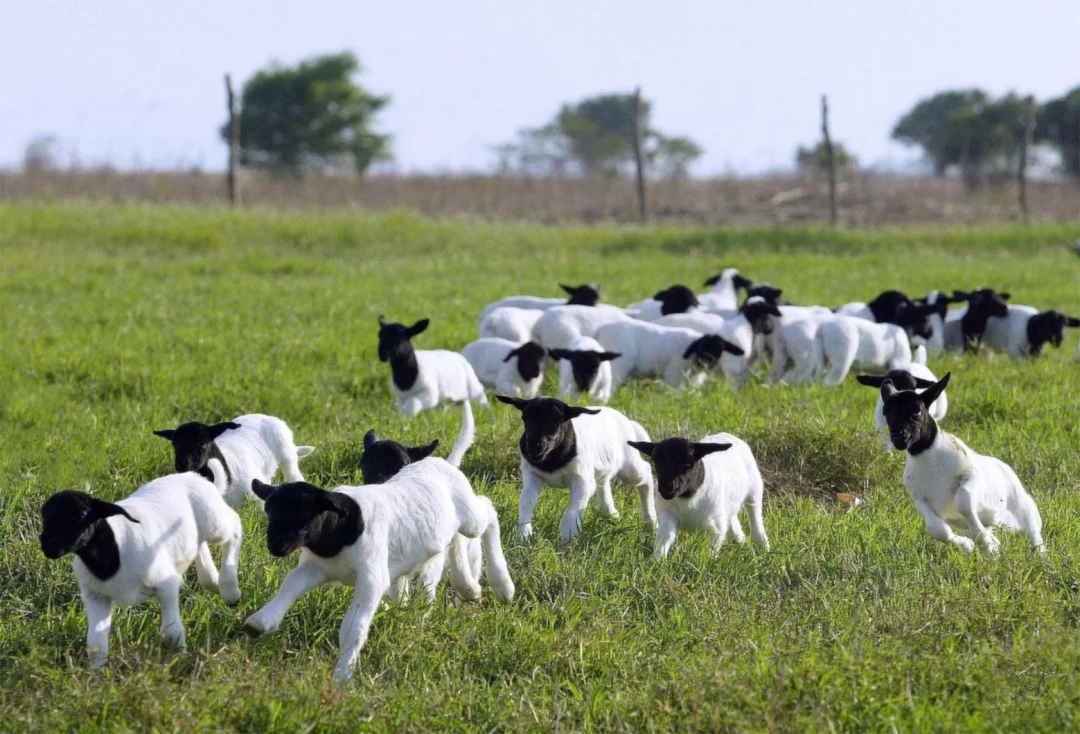 Comercialização de ovinos triplica em 2024 na comparação com o ano anterior
