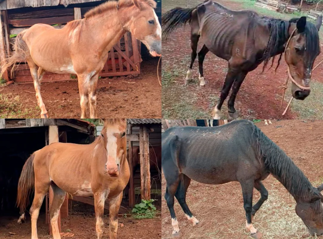 CMTU reforça importância das denúncias de cavalos abandonados nas ruas