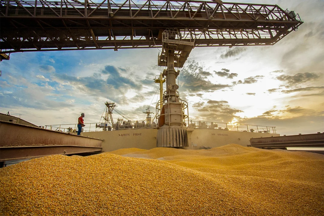 Com crescimento de 77% em 2024, Paraná ocupa segundo lugar nas exportações de milho