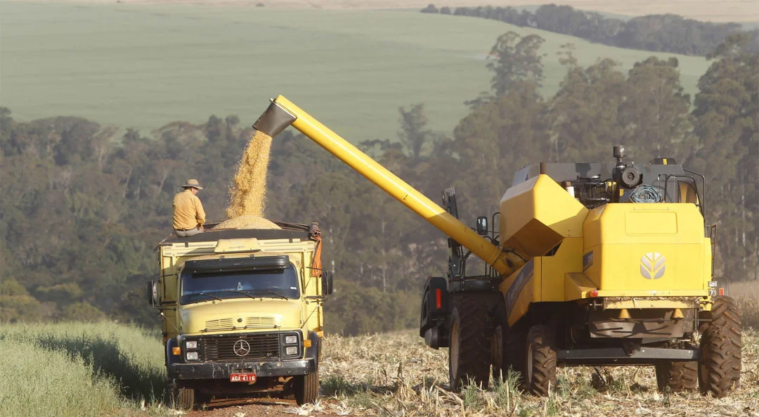 Paraná projeta maior safra de milho da história em 24/25, mesmo com perdas climáticas